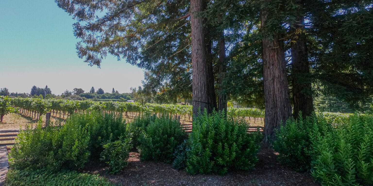 Shot of trees and rows of grapes in Fox Den Vineyard
