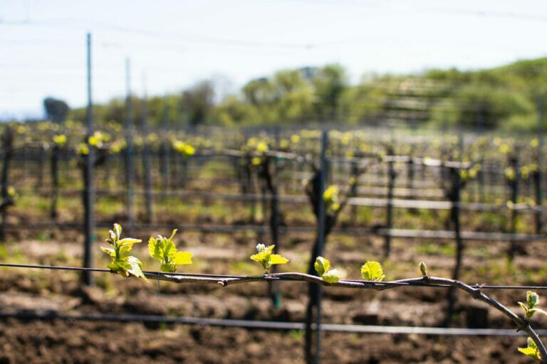 Grape vine twisting around wire