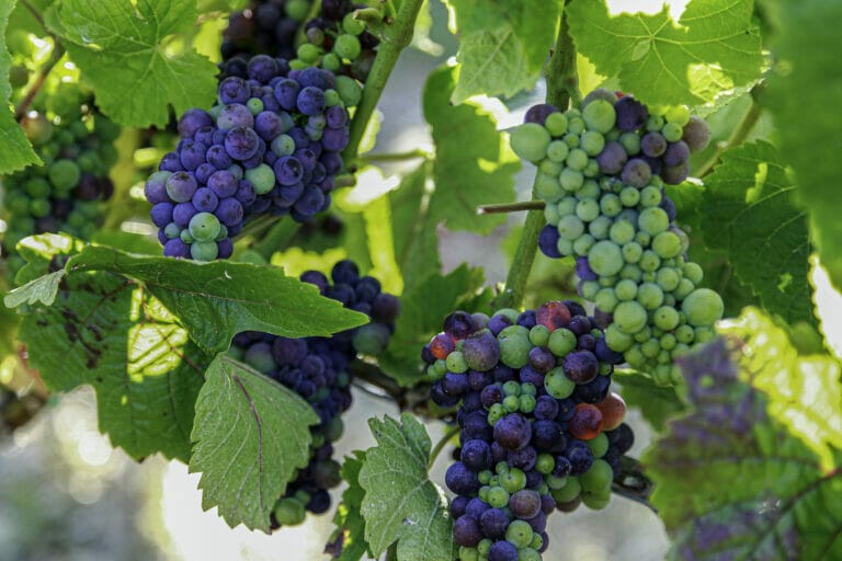 Grapes growing in Fox Den Vineyard - The Calling Wine