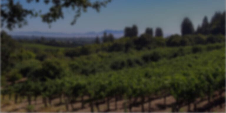 Rows of grapes growing in Dutton Ranch Vineyard.