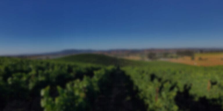 Image of Terra de Promissio Vineyard, with rolling hills and rows of growing grapes.