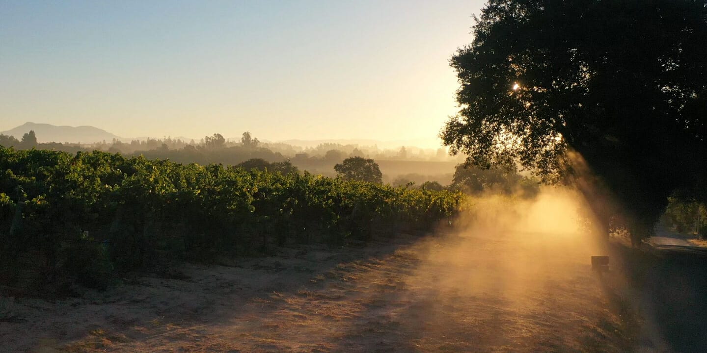 Alexander Valley Vineyard at dawn