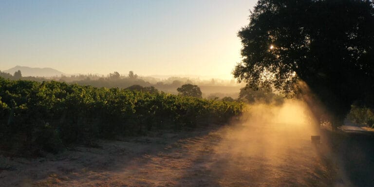 Setting sun illuminates the dust in the air at a vineyard.