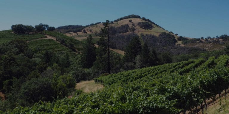 Wide shot showing grape growing in rows across hills on Moon Mountain
