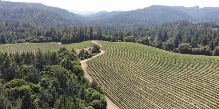 Aerial shot of Putnam Vineyard