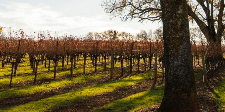 Grape rows awaiting growing season in the Russian River Valley