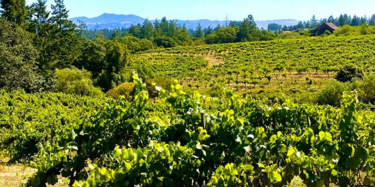 Picture of Searby Vineyard with mountain in the distance.