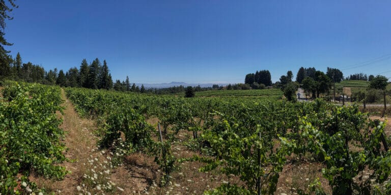 Rows of grapes growing beside a road in Searby Vineyard.