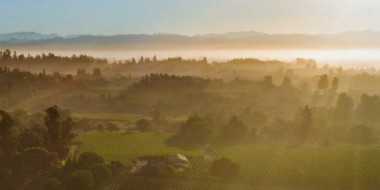 Overhead shot of grapes growing in Sonoma Coast Vineyard at dawn with fog.
