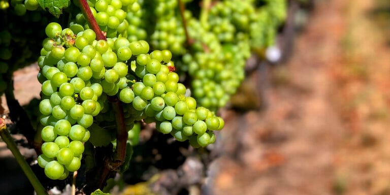 Green grapes growing off vines.