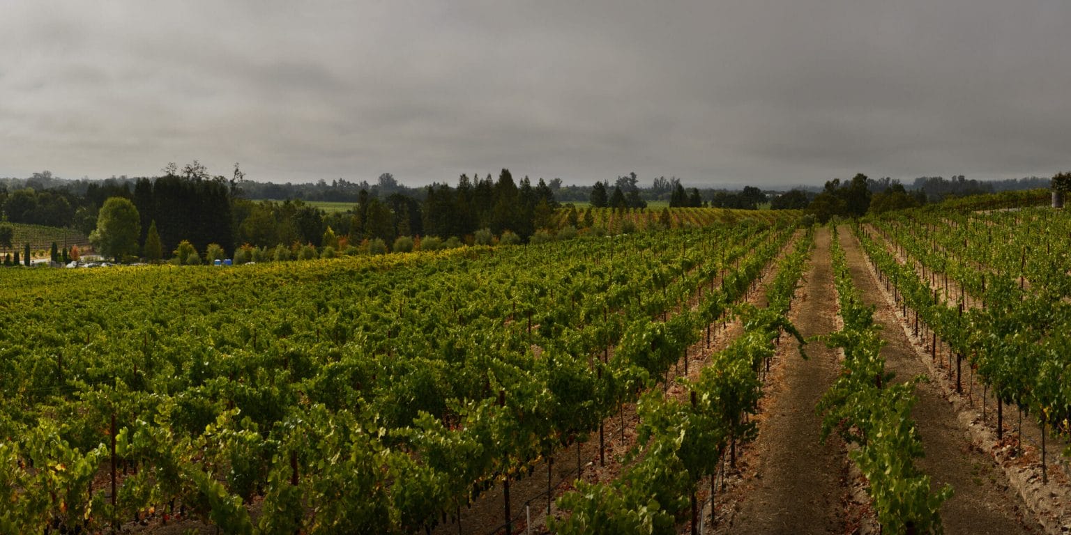 Overhead picture of rows of grapes growing in Sunny View Vineyard