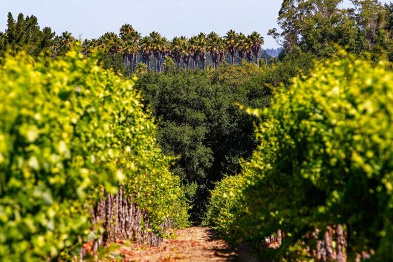 Image of Dutton Ranch Vineyards