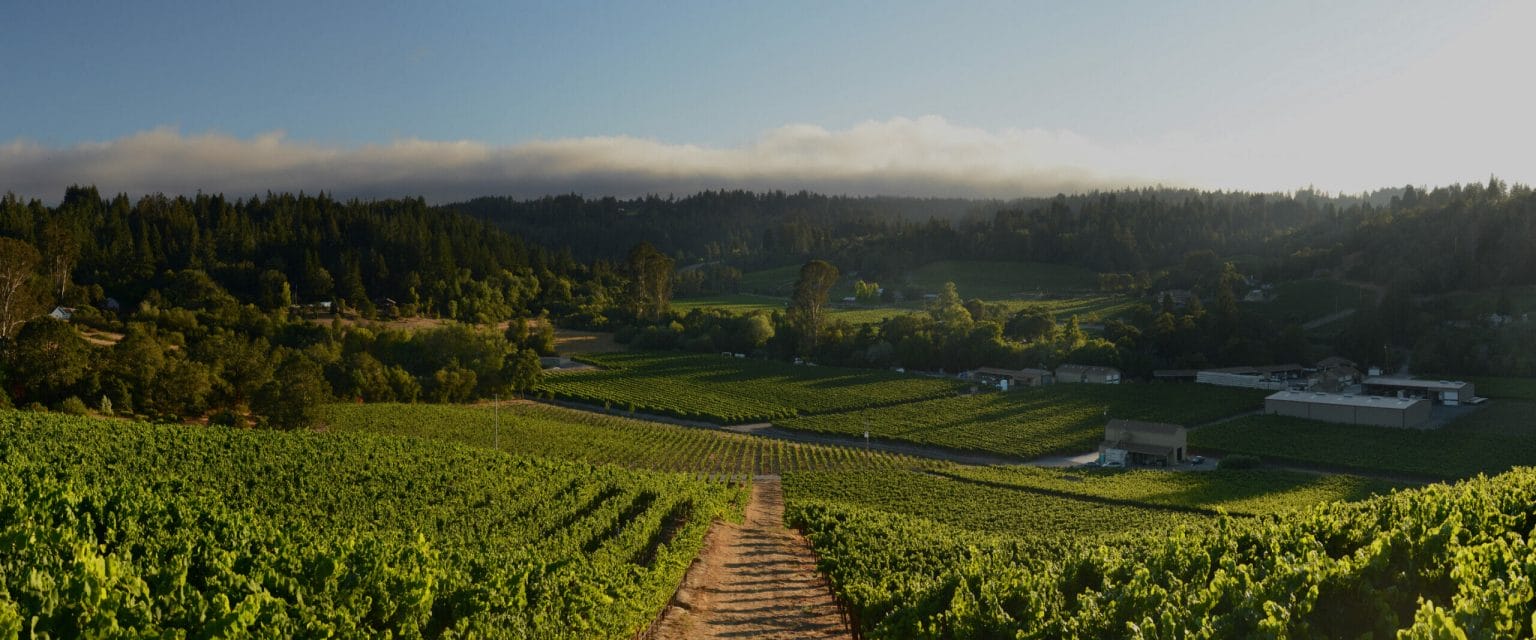 Image of rolling hills and rows of growing grapes, with buildings and trees in background.