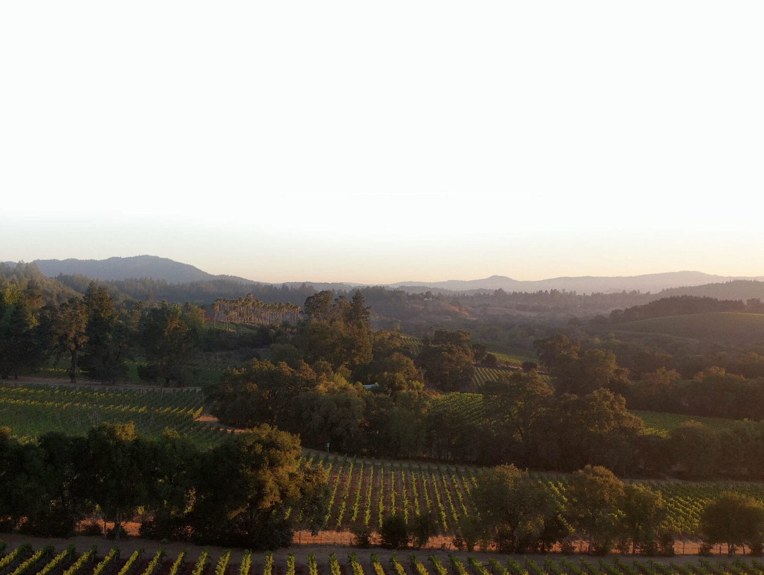 California vineyard with rolling hills at twilight - The Calling'