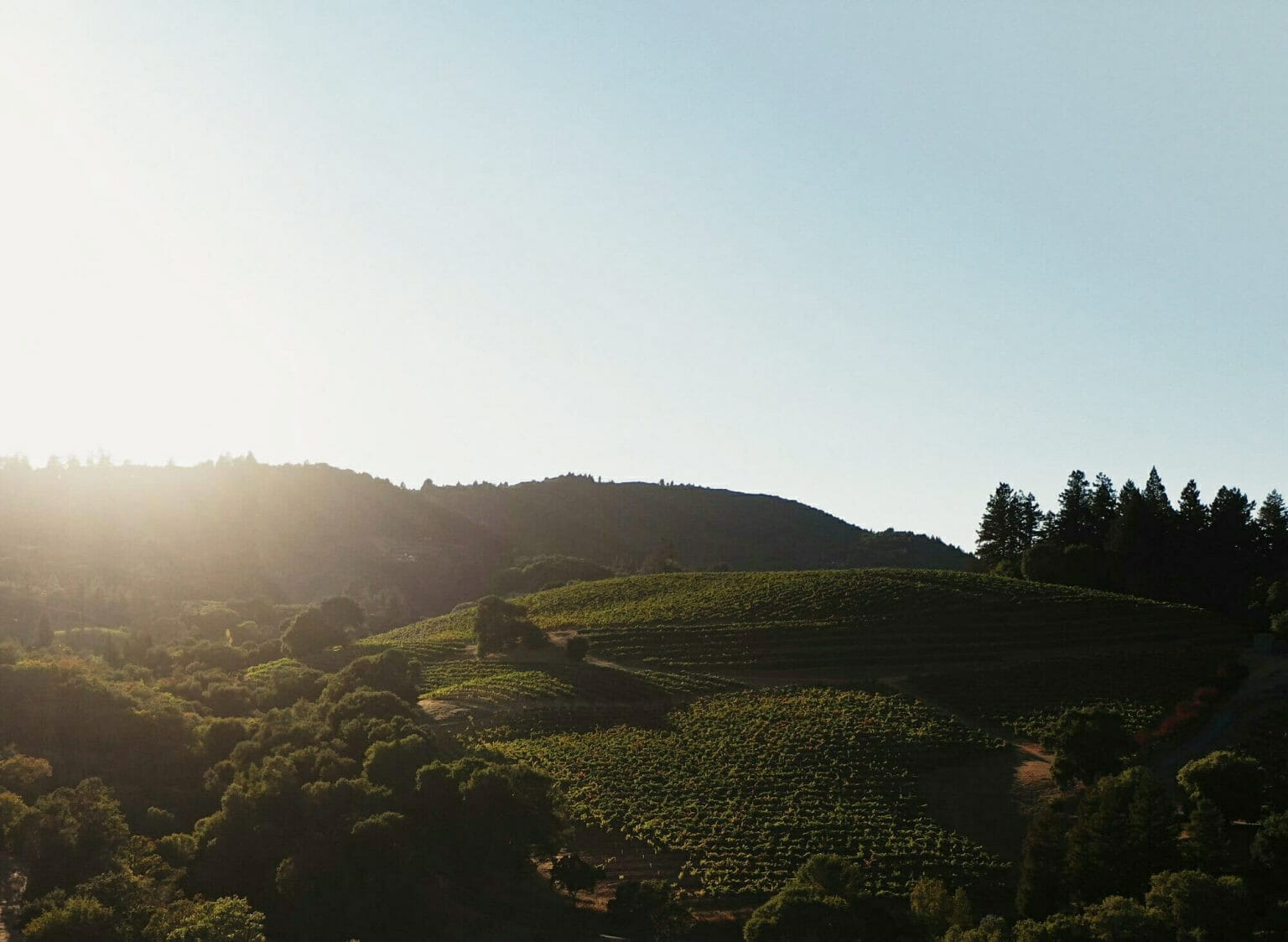 The Calling vineyard